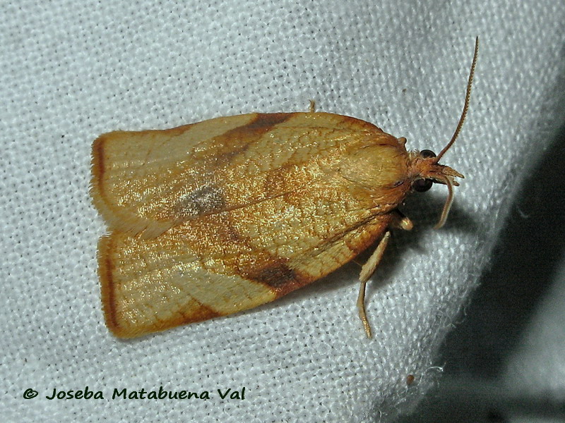 Tortricidae:   Lozotaenia cupidinana? ...pi probabile Cacoecimorpha pronubana